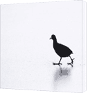 Black and White Wildlife Art Poster Prints at dapixara.com